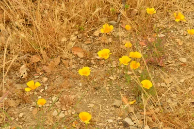 DSC_6514 (Large).JPG